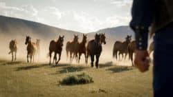 My Heroes Were Cowboys Trailer Released