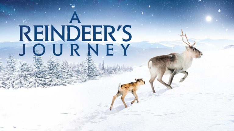 A reindeer’s journey