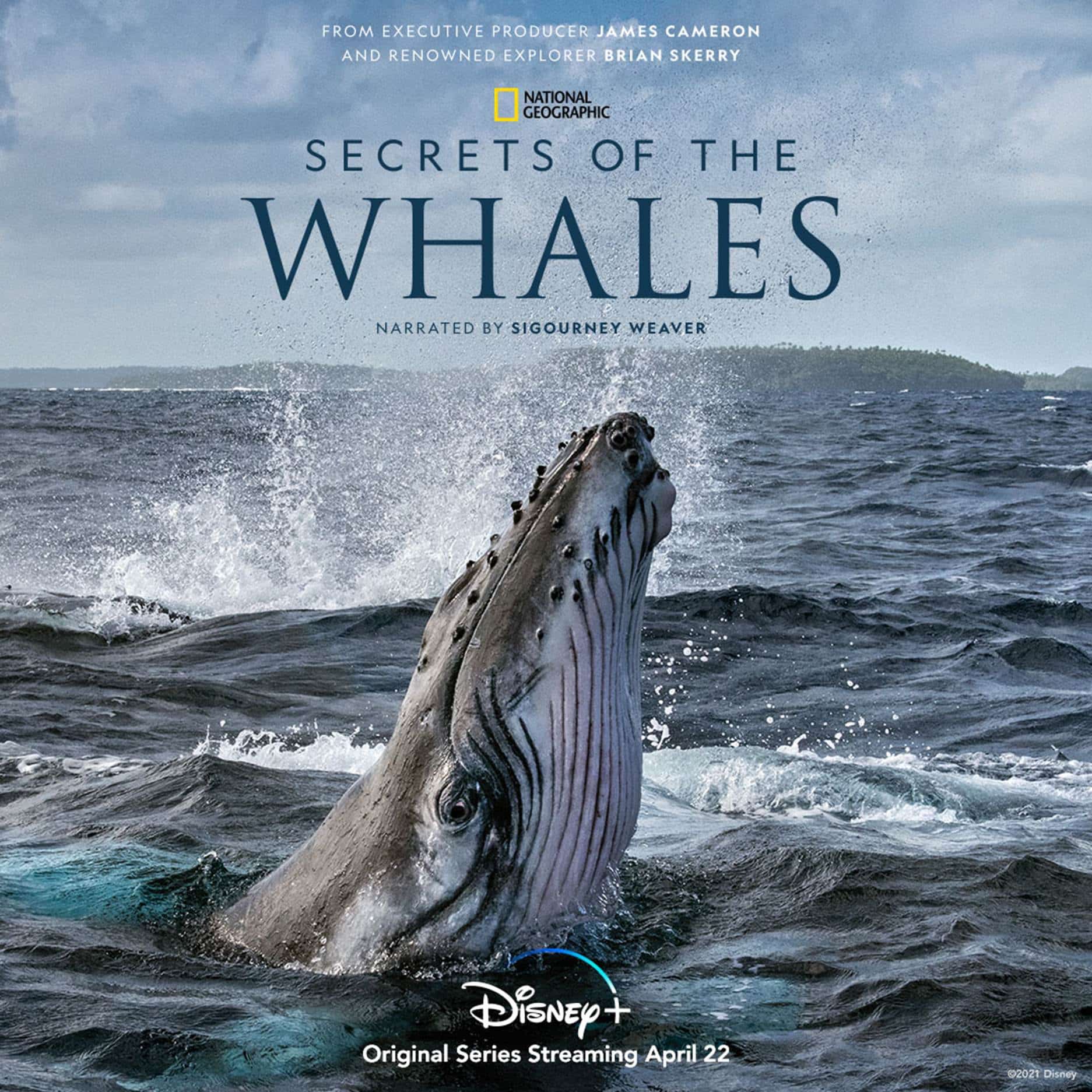 What to Watch: Secrets of the Whales